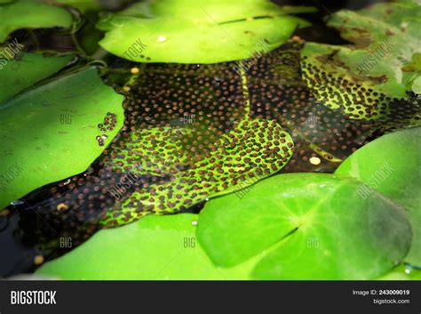 Frog Eggs Water. Frog Image & Photo (Free Trial) | Bigstock