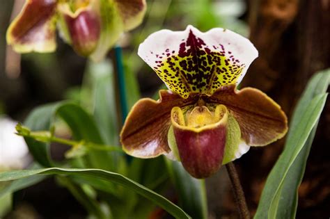 Lady's Slipper Orchids: Plant Care & Growing Guide