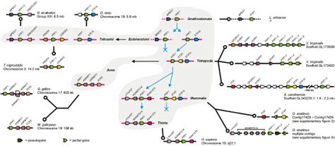 A roadmap of perforin gene evolution created by tracking the perforin ...