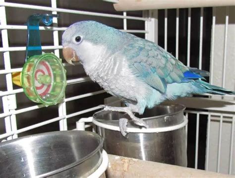 Parrot Quaker - Personality Sounds Breeding Cage and Diet