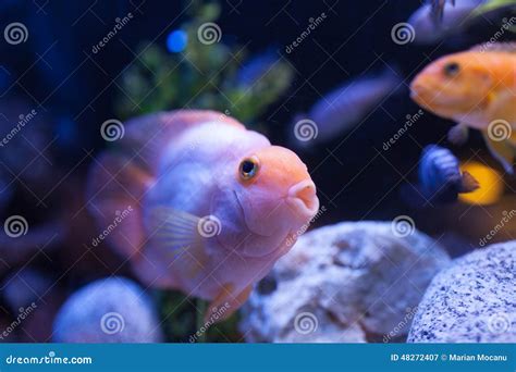 Pink fish stock image. Image of goldfish, underwater - 48272407