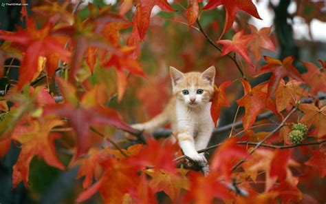 #Pets #Fall #Autumn #Leaves #Cats #Kitten #FallFoliage #Puppies # ...