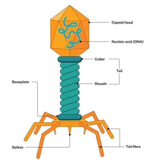 Beyond antibiotics: harnessing bacteria’s natural predators - The ...