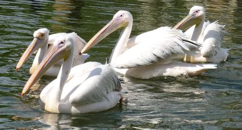 Great White Pelican | The Animal Facts | Appearance, Diet, Habitat, Range