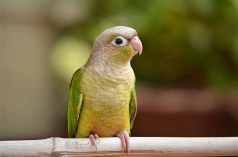 My Clicks: Conure parrot