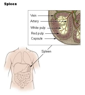 Spleen - Wikipedia