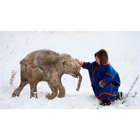 Michiu. - Lyuba frozen mammoth found in Siberia in the yamal...