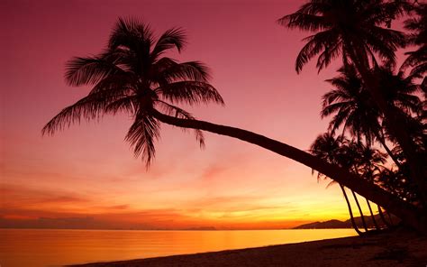 Sunset Palm Trees Wallpaper (62+ images)