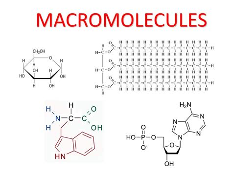 Macromolecule Structure | 562 plays | Quizizz