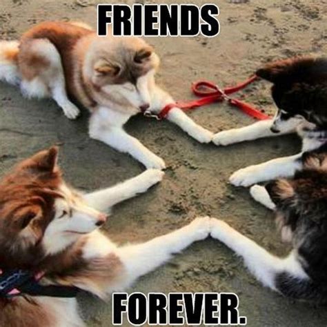 65 Best Funny Friend Memes to Celebrate Best Friends In Our Lives ...