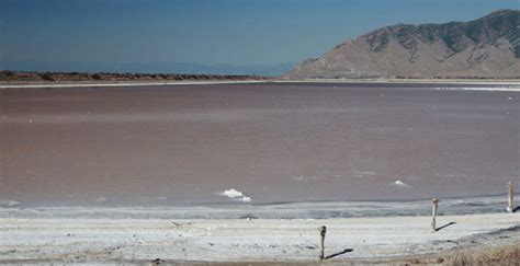 Great Salt Lake, UT, USA, is home to the extreme halophile Halorhabdus ...