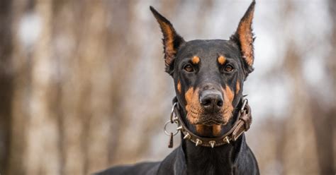 Doberman Protection Dogs | Doberman Family Protection Dogs | Prestige K9