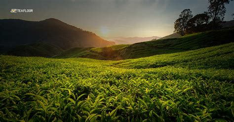 5 of the Most Charming Darjeeling Tea Gardens in the World