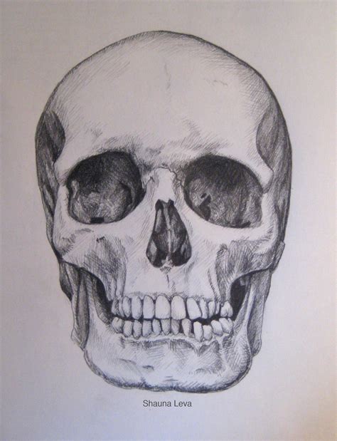 skull Art Drawing Sketches Illustrations - Orville Pomykala