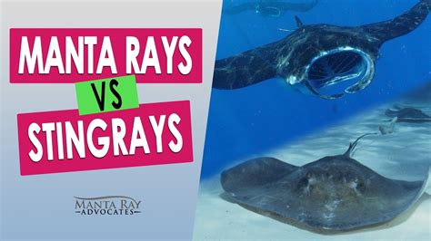 Manta Ray vs Stingray - comparison between the Big Island rays of ...