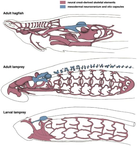 Hagfish Anatomy