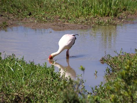 African stork 2 Free Photo Download | FreeImages