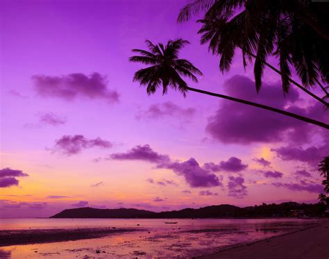 Palm Tree Background Purple