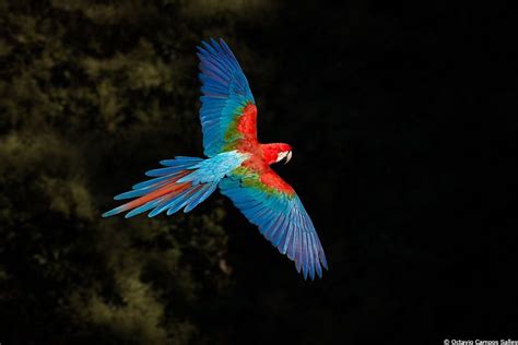 Flying Macaw | Macaw, Birds, Beautiful birds