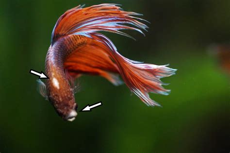 Betta Fungal Infection: Symptoms and Best Treatment - LoveMyBetta