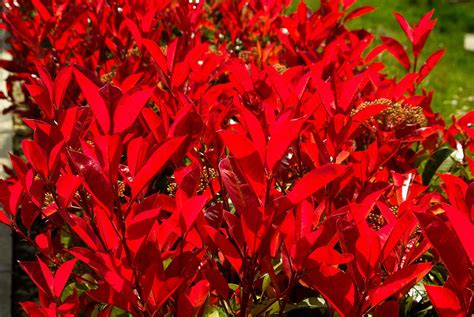 Photinia Flowers - Derived from the Greek Word Photeinos, Meaning Shiny ...