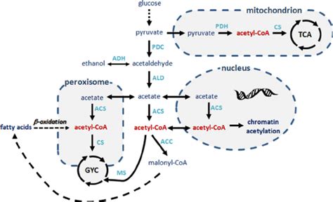 Overview of the acetyl-CoA metabolism in S. cerevisiae . Acetyl-CoA ...