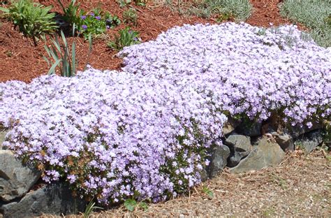 There's Nothing Creepy About These Creeping Plants | Phlox plant ...