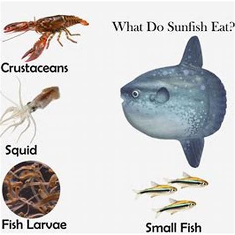 What is the best sunfish to eat? - DIY Seattle