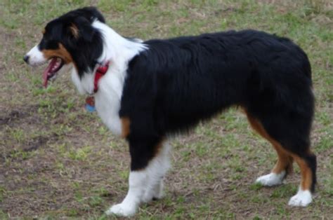 Herding Dog Breeds - Dogs Australia