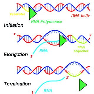 Transcription of DNA - Stages - Processing - TeachMePhysiology