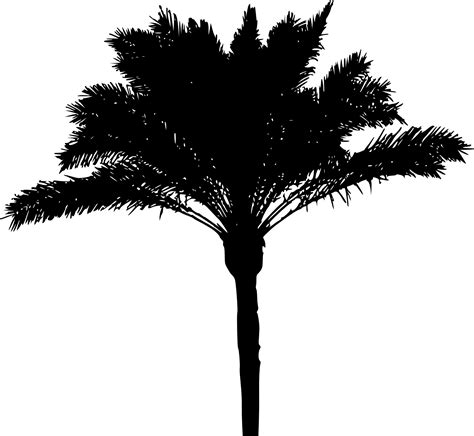 Free Palm Tree Silhouette Png Download Free Palm Tree Silhouette Png ...