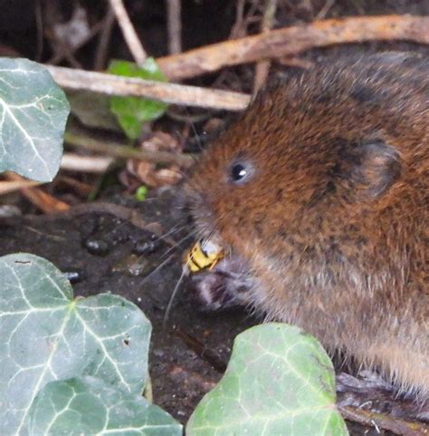 About a Brook: A New Behaviour? Water Vole Eating an Insect