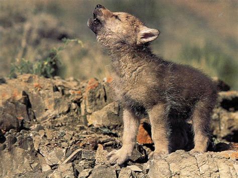 Wolf cub howling - Animal Cubs Wallpaper (28137453) - Fanpop