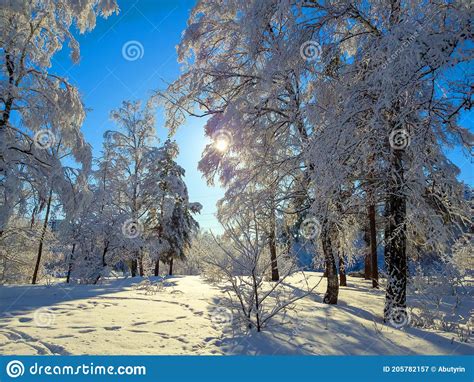 Winter Forest Landscape, Siberia! Stock Image - Image of siberia, frost ...