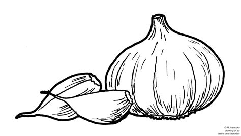 drawing of garlic – Line art illustrations