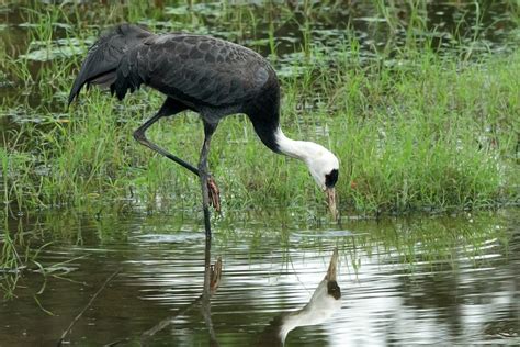 Hooded Crane (Grus monacha) | Hooded Crane (Grus monacha), G… | Flickr