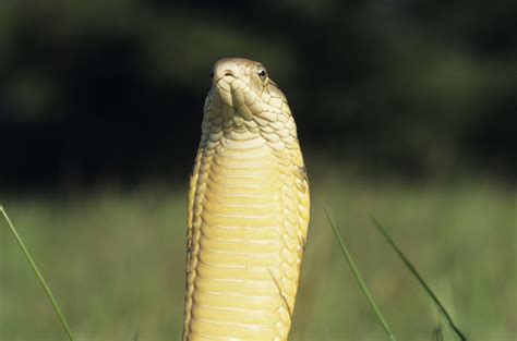 King Cobra Snake Facts | Sciencing