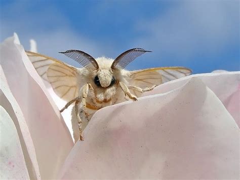 white silk moth Beautiful Creatures, Animals Beautiful, Cute Animals ...