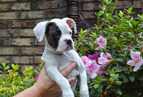 Bishop's Boxers: White Boxer Puppies are Available in South Carolina