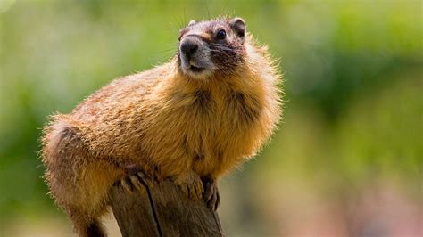 Catching a Marmot on the Tomten Farm