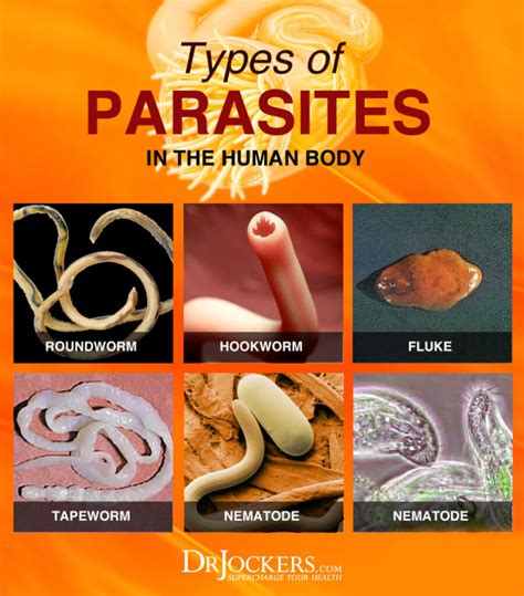 Types Of Worms In Human Stool