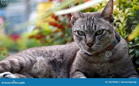 Tricky Cat Crouching stock image. Image of large, animal - 74579583