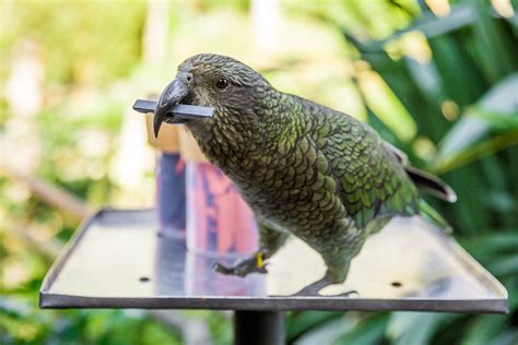 Kea parrots use statistics to get what they want | Popular Science