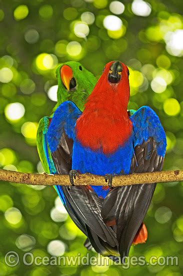 Eclectus Parrot mating Stock Photos