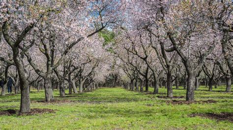 Almonds in One Basket: Griffith Grower Consolidates Crops