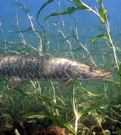 Environmental Monitor | Muskellunge