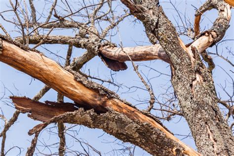 7 important tips to save a dying oak tree - Magazinost