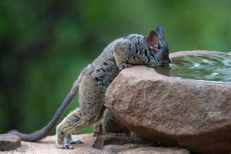 Bushbabies – The Southern Lesser Galago - Africa Geographic