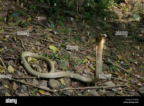 King cobra (Ophiophagus hannah), is a venomous snake species in the ...