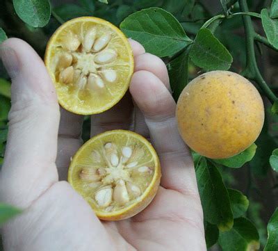 Trifoliate Orange – Identification | Walter Reeves: The Georgia Gardener